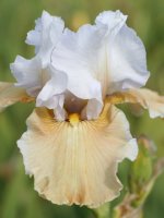 Iris Champagne Elegans, 1 st.